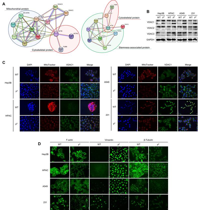J Cancer Image