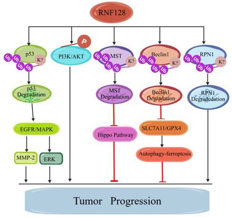 J Cancer Image