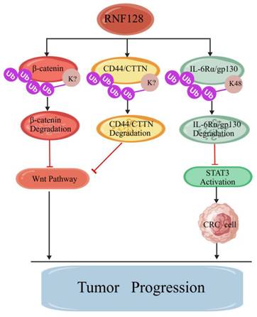 J Cancer Image