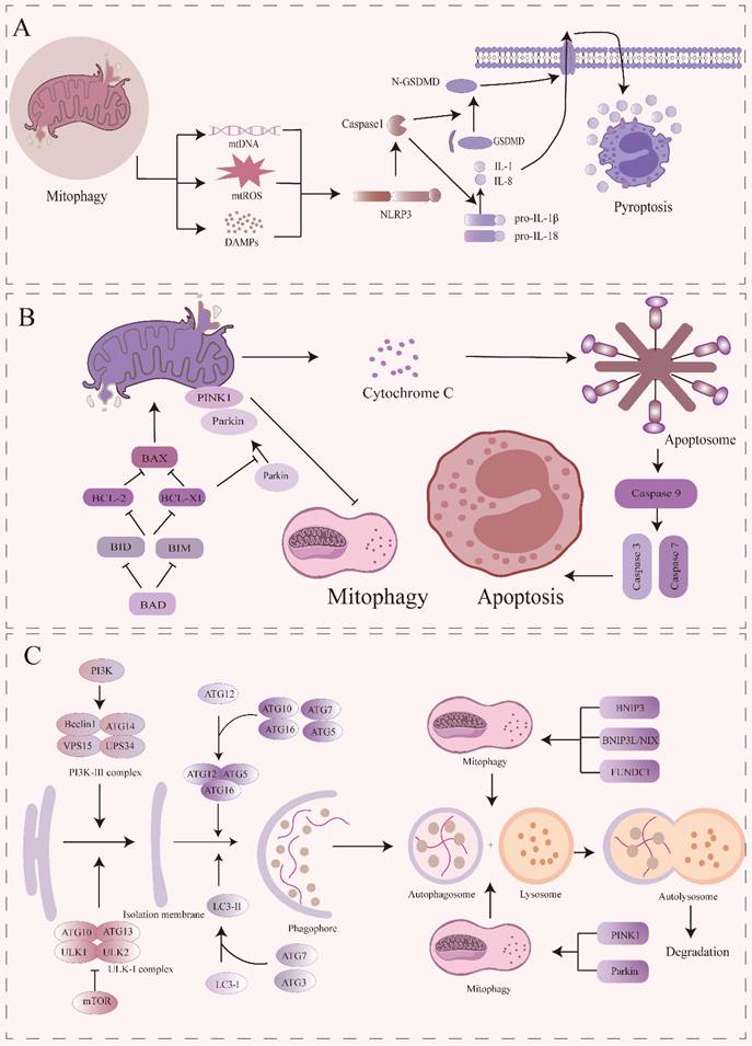 J Cancer Image