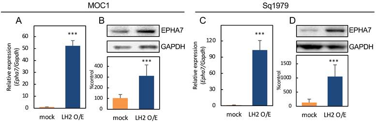 J Cancer Image