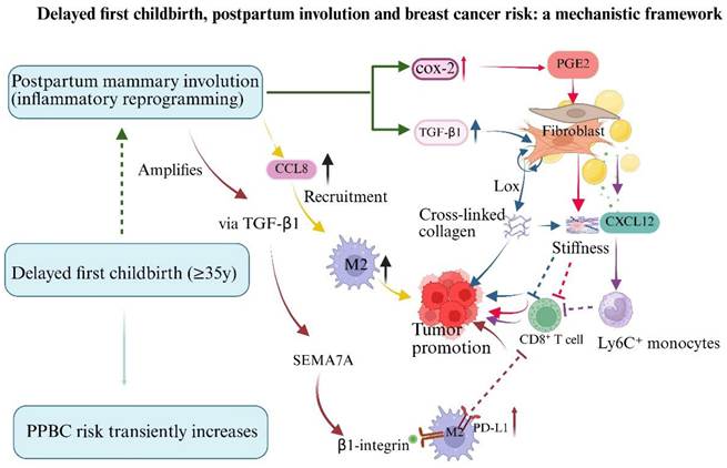 J Cancer Image